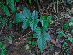 Polyscias diversifolia