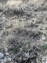 Marshallia caespitosa