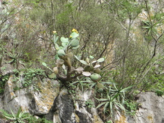 Opuntia cacanapa