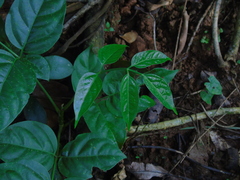 Polyscias diversifolia