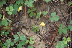 Oxalis rubens