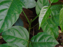 Polyscias diversifolia