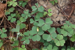 Oxalis rubens