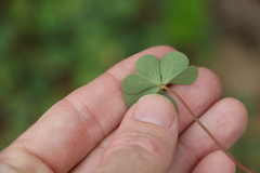 Oxalis rubens