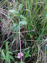 Alternanthera porrigens