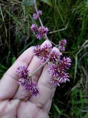 Alternanthera porrigens