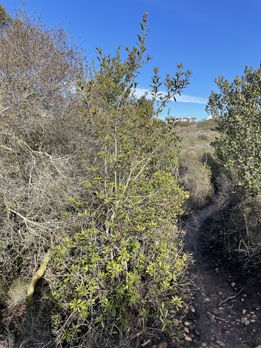 Summer Holly foliage