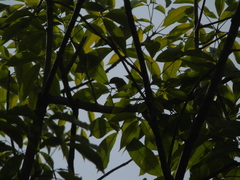 Orthotomus