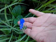 Salvia scutellarioides