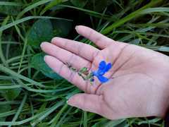 Salvia scutellarioides