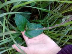 Salvia scutellarioides