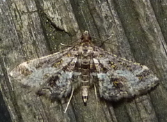 Diasemiopsis leodocusalis