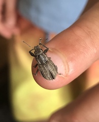 Naupactus leucoloma