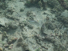 Scolopsis trilineata