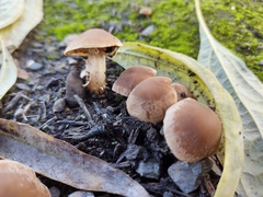 Fungi