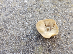 Fungi