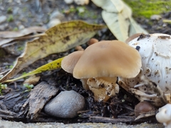 Fungi