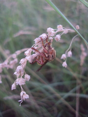 Lastaurina