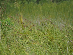 Cladium mariscus mariscus