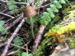 Pseudohydropus parafunebris