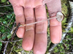 Pseudohydropus parafunebris