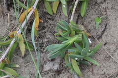 Carpobrotus glaucescens