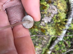 Pseudohydropus parafunebris
