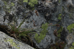 Luzula spicata