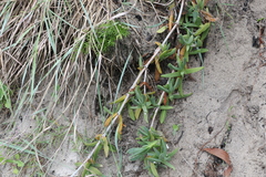 Carpobrotus glaucescens