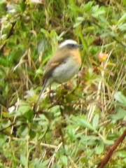 Ochthoeca rufipectoralis