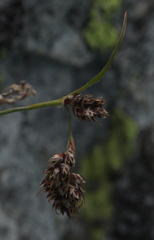 Luzula spicata