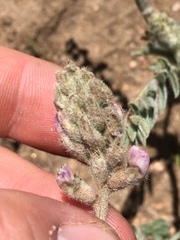 Astragalus andersonii