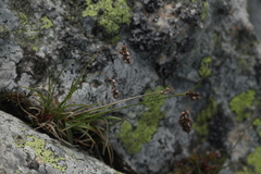 Luzula spicata