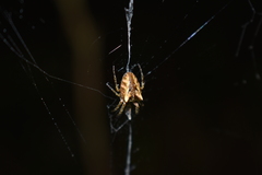 Molinaranea mammifera