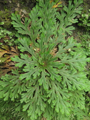 Selaginella novoleonensis