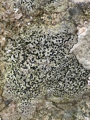 Porpidia macrocarpa
