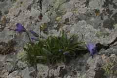 Campanula tridentata biebersteiniana