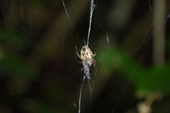 Molinaranea mammifera