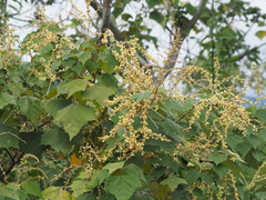 Mallotus paniculatus formosanus