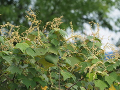 Mallotus paniculatus formosanus
