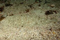 Solea senegalensis