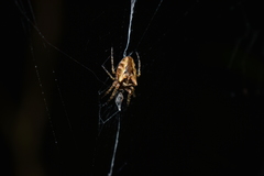 Molinaranea mammifera