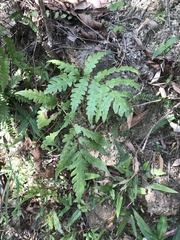 Woodwardia japonica