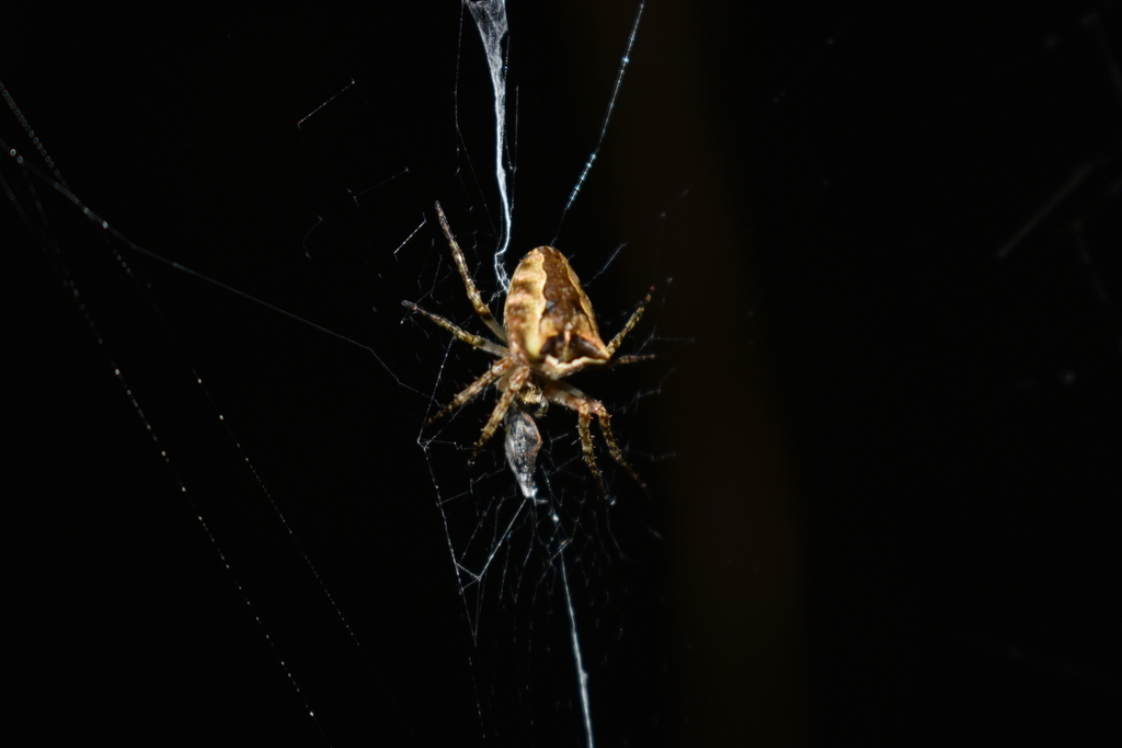 Molinaranea mammifera