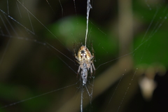 Molinaranea mammifera