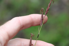 Schoenus calostachyus