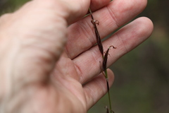 Schoenus calostachyus