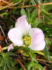 Geranium multipartitum
