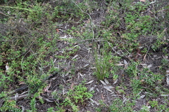 Schoenus calostachyus