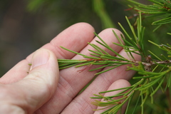 Melaleuca nodosa